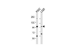 Western Blotting (WB) image for anti-Signal Transducer and Activator of Transcription 5A (STAT5A) (AA 763-797), (C-Term) antibody (ABIN6242561)