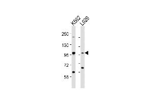 All lanes : Anti-STAT5A Antibody (C-term) at 1:2000 dilution Lane 1: K562 whole cell lysates Lane 2:  whole cell lysates Lysates/proteins at 20 μg per lane. (STAT5A 抗体  (C-Term))