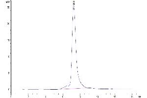 The purity of Mouse Periostin/OSF-2 is greater than 95 % as determined by SEC-HPLC. (Periostin Protein (POSTN) (AA 24-811) (His tag))