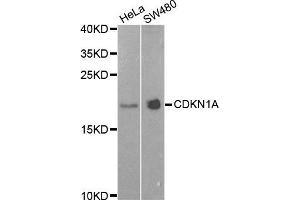 Western blot analysis of extracts of HeLa and SW480 cell lines, using CDKN1A antibody. (p21 抗体)