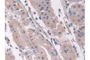 Immunohistochemistry (IHC) image for anti-Aminoadipate Semialdehyde Synthase (AASS) (AA 33-455) antibody (ABIN7444178)
