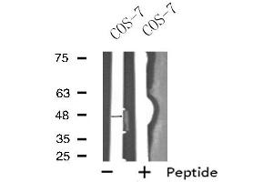 Western blot analysis of extracts from COS-7 cells, using OPRK1 antibody. (OPRK1 抗体  (N-Term))