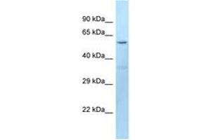 Image no. 1 for anti-Dopachrome Tautomerase (DCT) (AA 41-90) antibody (ABIN6747923) (DCT 抗体  (AA 41-90))
