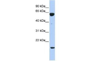 Western Blotting (WB) image for anti-Protein Tyrosine Phosphatase Type IVA, Member 3 (PTP4A3) (Middle Region) antibody (ABIN631230)