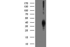 Western Blotting (WB) image for anti-Leucine Carboxyl Methyltransferase 1 (LCMT1) antibody (ABIN1499107) (LCMT1 抗体)