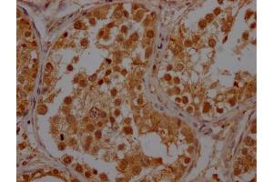 IHC image of ABIN7150422 diluted at 1:400 and staining in paraffin-embedded human testis tissue performed on a Leica BondTM system. (POLR2A/RPB1 抗体  (AA 76-298))
