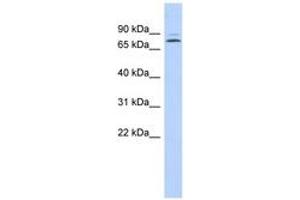 Image no. 1 for anti-Kelch-Like 14 (KLHL14) (AA 71-120) antibody (ABIN6743584) (KLHL14 抗体  (AA 71-120))