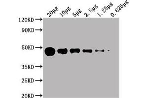 Western Blot Positive WB detected in: HepG2 whole cell lysate at 20 μg, 10 μg, 5 μg, 2. (ENO1 抗体  (AA 2-434))