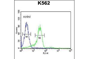 Flow cytometric analysis of K562 cells (right histogram) compared to a negative control cell (left histogram). (Enamelin 抗体  (C-Term))