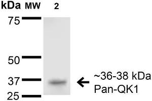 Western Blot analysis of Rat Brain Membrane showing detection of 36-38 kDa QKI (pan) protein using Mouse Anti-QKI (pan) Monoclonal Antibody, Clone S147-6 . (QKI 抗体  (AA 1-341) (HRP))