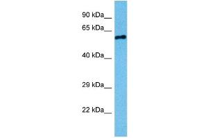 Host:  Mouse  Target Name:  STK3  Sample Tissue:  Mouse Testis  Antibody Dilution:  1ug/ml (STK3 抗体  (N-Term))