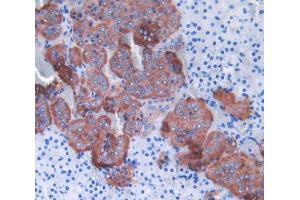IHC-P analysis of adrenal gland tissue, with DAB staining. (SHBG 抗体  (AA 44-222))