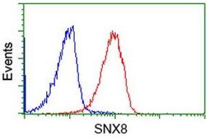 Image no. 2 for anti-Sorting Nexin 8 (SNX8) antibody (ABIN1501041) (SNX8 抗体)