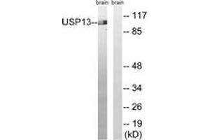 Western blot analysis of extracts from mouse brain cells, using USP13 Antibody. (USP13 抗体  (AA 811-860))