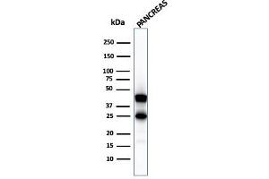 Western Blot Analysis of pancreatic tissue lysate using Carboxypeptidase A1 / CPA1 Mouse Monoclonal Antibody (CPA1/2711). (CPA1 抗体)