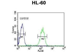 Flow Cytometry (FACS) image for anti-Carbonic Anhydrase VB, Mitochondrial (CA5B) antibody (ABIN3003127) (CA5B 抗体)
