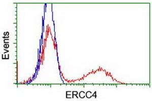 HEK293T cells transfected with either RC223300 overexpress plasmid (Red) or empty vector control plasmid (Blue) were immunostained by anti-ERCC4 antibody (ABIN2454892), and then analyzed by flow cytometry. (ERCC4 抗体)