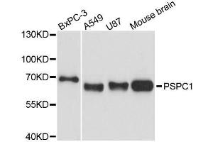 Western blot analysis of extracts of various cell lines, using PSPC1 antibody. (PSPC1 抗体  (AA 1-70))