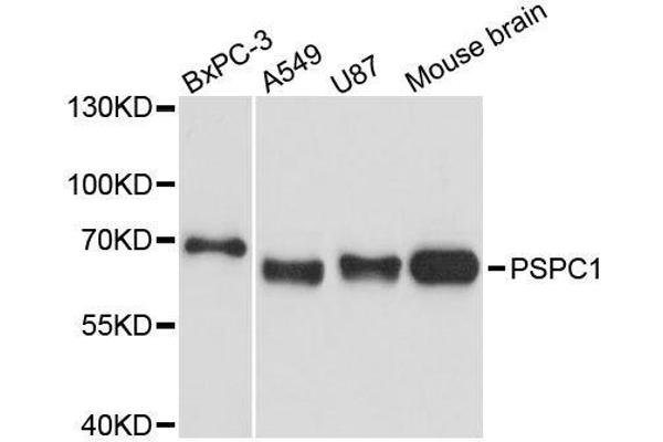 PSPC1 抗体  (AA 1-70)