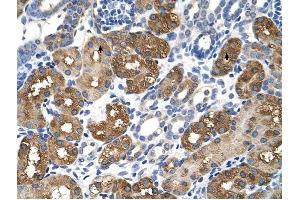 BHMT antibody was used for immunohistochemistry at a concentration of 4-8 ug/ml to stain Epithelial cells of renal tubule (arrows) in Human Kidney. (BHMT 抗体  (C-Term))