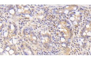 Detection of BMP2 in Human Small intestine Tissue using Polyclonal Antibody to Bone Morphogenetic Protein 2 (BMP2) (BMP2 抗体  (AA 24-396))