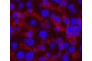 Immunofluorescence analysis of Mouse liver tissue using CASP8 Monoclonal Antibody at dilution of 1:200. (Caspase 8 抗体)