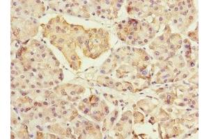 Immunohistochemistry of paraffin-embedded human pancreatic tissue using ABIN7160546 at dilution of 1:100 (MYL7 抗体  (AA 1-175))
