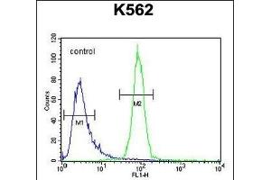 OR52A1 Antibody (C-term) (ABIN654497 and ABIN2844229) flow cytometric analysis of K562 cells (right histogram) compared to a negative control cell (left histogram). (OR52A1 抗体  (C-Term))
