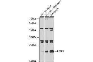 Western blot analysis of extracts of various cell lines, using REEP1 antibody  at 1:1000 dilution. (Receptor Accessory Protein 1 抗体  (AA 101-201))