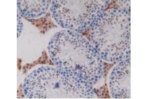 IHC-P analysis of Mouse Testis Tissue, with DAB staining. (PZP 抗体  (AA 1224-1495))