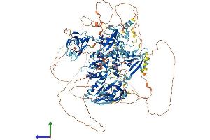 Protein Structure (PS) image for Membrane Associated Guanylate Kinase, WW and PDZ Domain Containing 2 (MAGI2) (AA 1-1275) protein (His tag) (ABIN7565250)