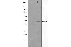 Western blot analysis on LOVO cell lysate using COPS3 Antibody. (COPS3 抗体  (C-Term))
