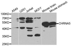 Western Blotting (WB) image for anti-Cholinergic Receptor, Nicotinic, alpha 5 (Neuronal) (CHRNA5) (AA 23-240) antibody (ABIN3022469) (CHRNA5 抗体  (AA 23-240))