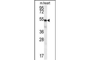 Western blot analysis in mouse heart tissue lysates (15ug/lane). (HEY2 抗体  (N-Term))