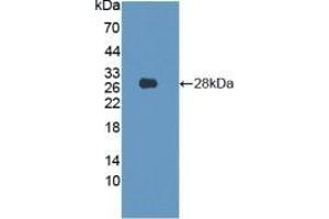 Detection of Recombinant LMNB1, Human using Polyclonal Antibody to Lamin B1 (LMNB1) (Lamin B1 抗体  (AA 52-233))