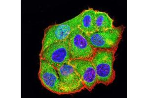 Immunofluorescence analysis of Hela cells using BCL2L10 mouse mAb (green). (BCL2L10 抗体  (AA 31-186))
