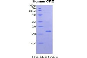 SDS-PAGE (SDS) image for Carboxypeptidase E (CPE) ELISA Kit (ABIN6730971)