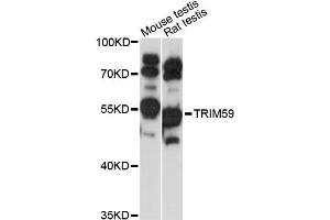 Western blot analysis of extracts of various cell lines, using TRIM59 antibody (ABIN6293638) at 1:1000 dilution. (TRIM59 抗体)