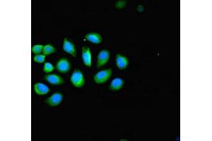 Immunofluorescent analysis of A549 cells using ABIN7157424 at dilution of 1:100 and Alexa Fluor 488-congugated AffiniPure Goat Anti-Rabbit IgG(H+L) (KRT4 抗体  (AA 1-534))