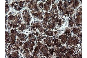 Image no. 1 for anti-Armadillo Repeat Containing 1 (ARMC1) antibody (ABIN1496724) (ARMC1 抗体)