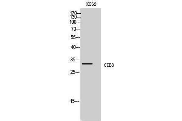 CIB3 抗体  (C-Term)