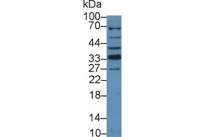 Western Blot; Sample: Human MCF7 cell lysate; Primary Ab: 5µg/ml Rabbit Anti-Mouse TRAIL Antibody Second Ab: 0.