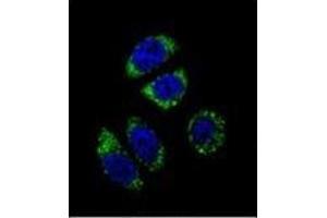 Confocal immunofluorescent analysis of Endothelin-1 Antibody (C-term) Cat. (Endothelin 1 抗体  (C-Term))