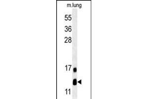 LYRM2 Antibody (N-term) (ABIN651574 and ABIN2840309) western blot analysis in mouse lung tissue lysates (35 μg/lane). (LYRM2 抗体  (N-Term))