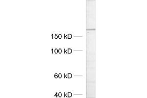 dilution: 1 : 500, sample: crude synaptosomal fraction of rat brain (P2) (UNC13A/Munc13-1 抗体  (AA 3-317))