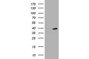 Image no. 1 for anti-Proliferating Cell Nuclear Antigen (PCNA) antibody (ABIN1500061) (PCNA 抗体)