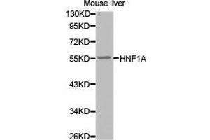 Western Blotting (WB) image for anti-HNF1 Homeobox A (HNF1A) antibody (ABIN1873058) (HNF1A 抗体)