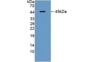 Detection of Recombinant FMOD, Rat using Polyclonal Antibody to Fibromodulin (FMOD) (Fibromodulin 抗体  (AA 19-376))