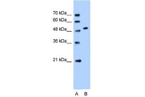 SLC30A1 antibody used at 0. (SLC30A1 抗体)