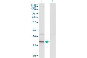 Western Blot analysis of HDDC3 expression in transfected 293T cell line by HDDC3 monoclonal antibody (M05), clone 7E6. (HDDC3 抗体  (AA 1-140))